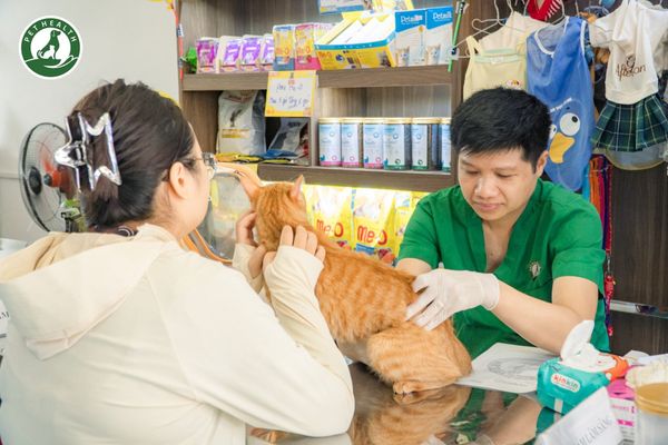 Nếu có các dấu hiệu bất thường chủ nuôi cần đưa mèo đến gặp bác sĩ ngay