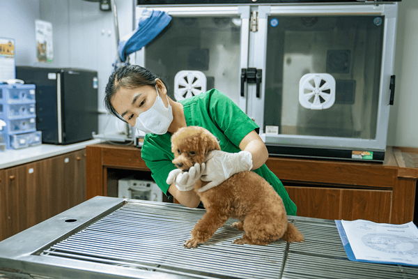 Tại PetHealth thú cưng được khám tổng quát trước khi tiêm