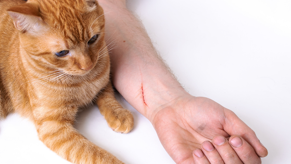 Tiêm phòng cho mèo sẽ giúp chúng phòng tránh được nhiều bệnh nguy hiểm