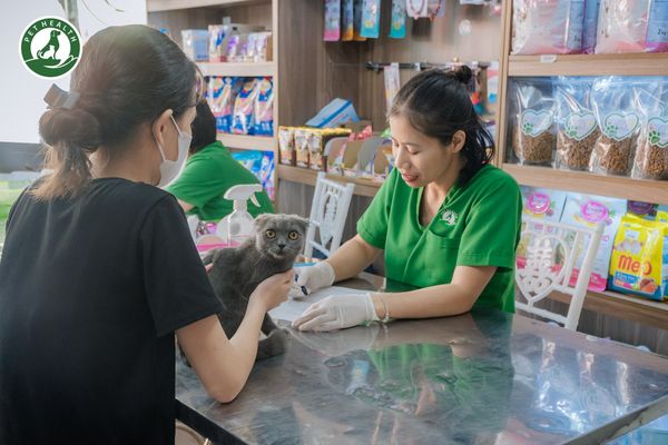Lịch tiêm cho mèo là thú mà nhiều chủ nuôi hay chủ quan và quên.