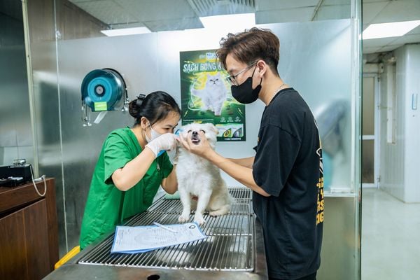 Tuân thủ lịch tiêm phòng đều đặn giúp chó phòng tránh được nhiều bệnh nguy hiểm