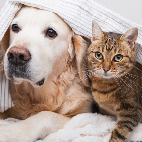 Triệt sản chó mèo ngày càng trở nên phổ biến hơn