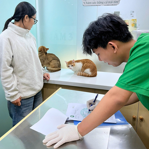 Triệt sản cho chó mèo tại PetHealth đều được thăm khám sàng lọc và đánh giá toàn diện trước mổ
