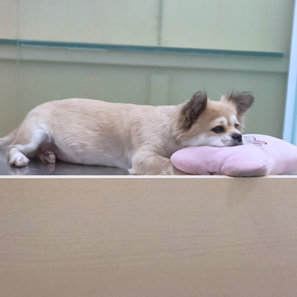 Triệt sản cho chó mèo tại PetHealth đều được gây mê – hồi sức chuyên nghiệp