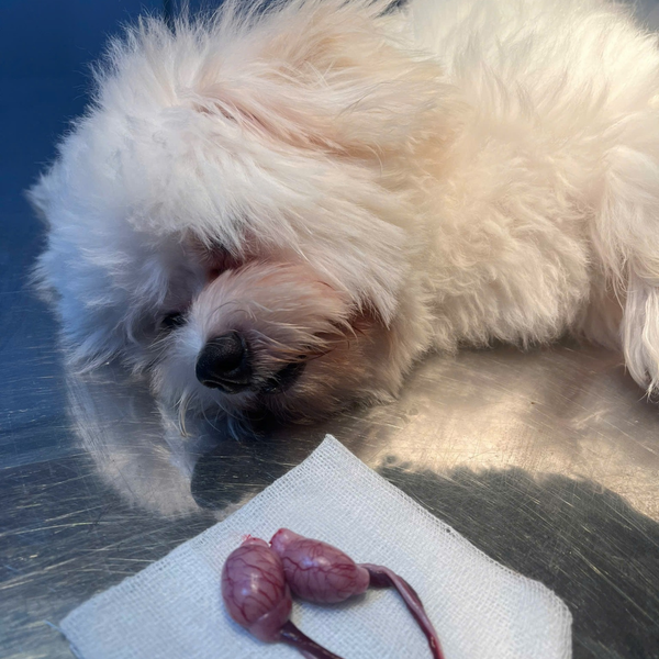 Triệt sản chó mèo cần được đảm bảo an toàn tuyệt đối