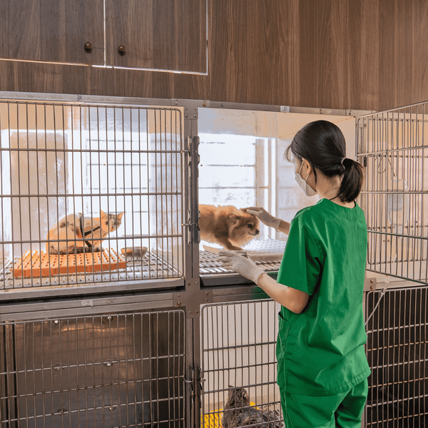 Triệt sản chó mèo tại PetHealth được theo dõi hậu phẫu sát sao