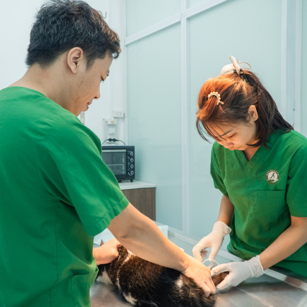 Phẫu thuật triệt sản tại PetHealth được thực hiện bởi bác sĩ chuyên môn với trang thiết bị hiện đại