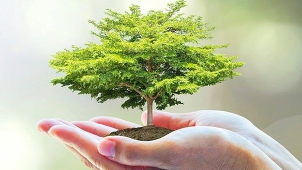 Gỗ công nghiệp gắn liền với xu hướng sống xanh bền vững