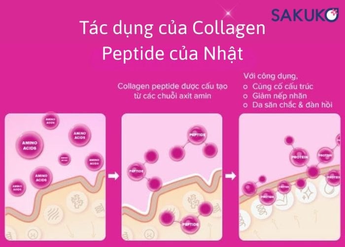Tác dụng của Collagen Peptide của Nhật đối với làn da và cơ thể