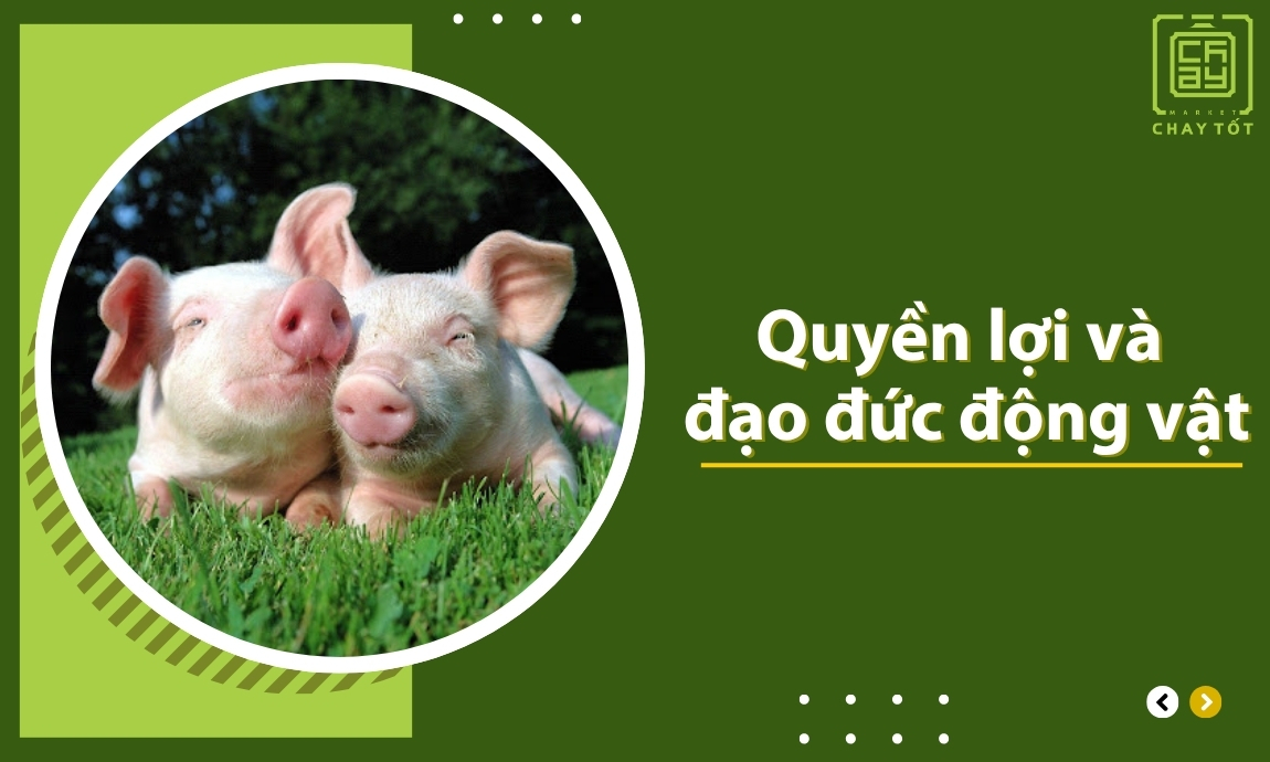 Vì Quyền Lợi và Đạo Đức Động Vật