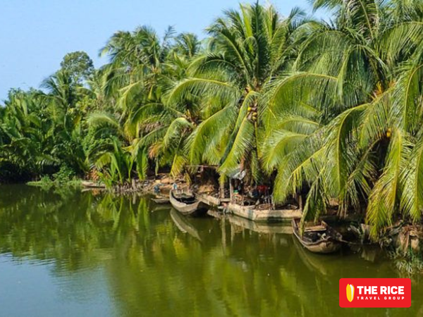 Visiting in the morning, tourists can fully enjoy the fresh air under the cool shade of coconut trees