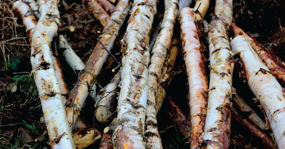 Gỗ Bạch Dương Là Gì? Đặc điểm, ưu điểm và ứng dụng