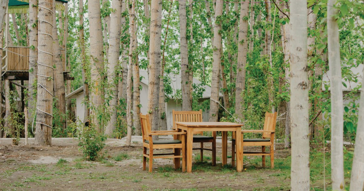 Gỗ Bạch Dương Là Gì? Đặc điểm, ưu điểm và ứng dụng