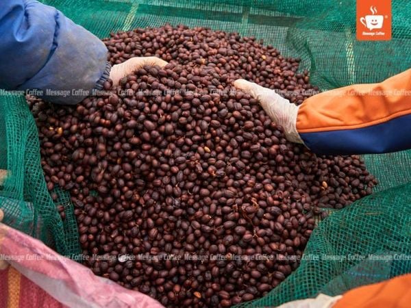 Lợi Ích Của Cà Phê Lên Men
