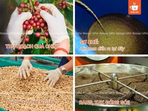 Cà Phê Lên Men Xảy Ra Ở Giai Đoạn Nào?