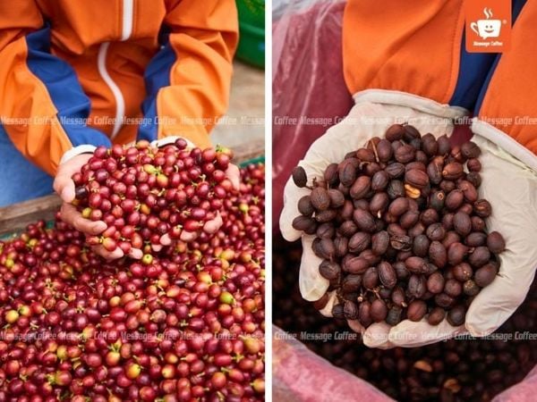Cà Phê Lên Men Xảy Ra Ở Giai Đoạn Nào?