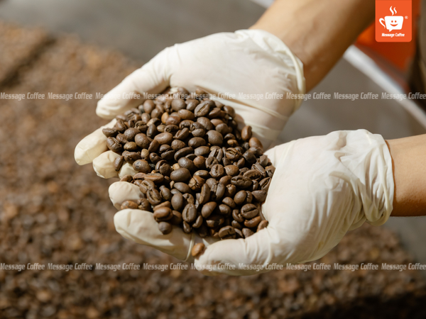 messagecoffee-xuong-rang-ca-phe-uy-tin