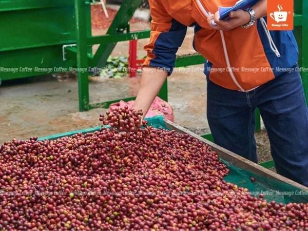 Nơi cung cấp Cà Phê Lên Men uy tín