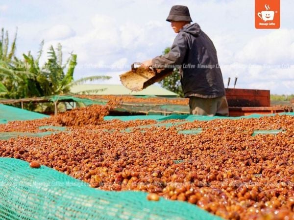 Cà Phê Lên Men Xảy Ra Ở Giai Đoạn Nào?