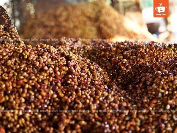 Cà Phê Lên Men Xảy Ra Ở Giai Đoạn Nào?
