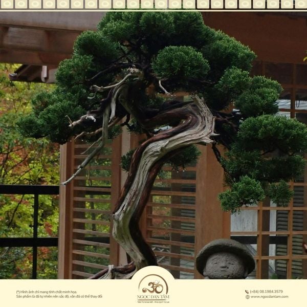 Năng lượng của Tùng Bách Mộc