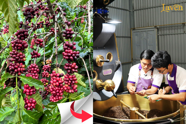ca-phe-nguyen-chat-laven-coffee-bien-hoa-hcm-cham-chut-tu-chon-hat-den-rang-va-dong-goi-ca-phe-tinh-te