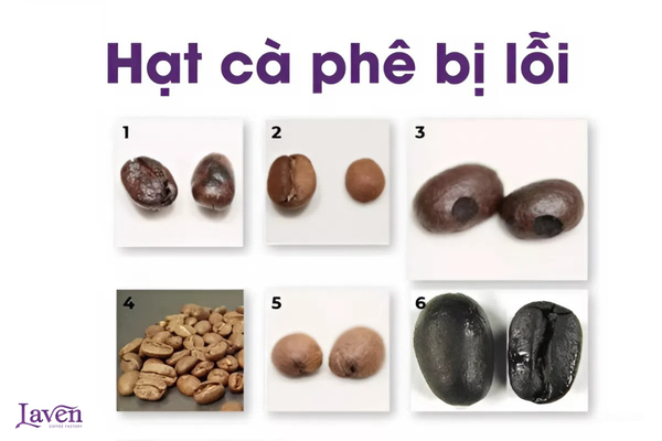 mot-so-loi-thuong-gap-trong-hat-ca-phe-ban-can-phai-biet-laven-coffee-bien-hoa-hcm