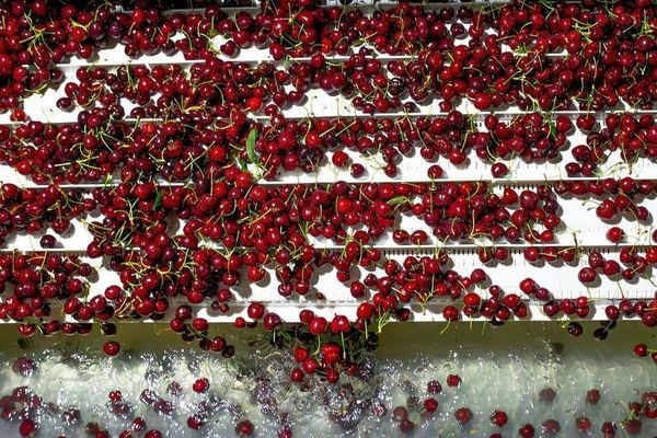 may-phan-size-cherry
