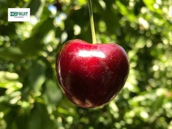 trai-cherry