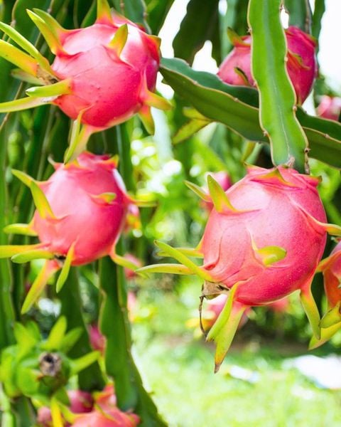 Dragon fruit