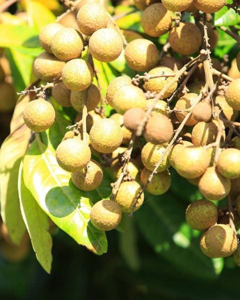 Longan