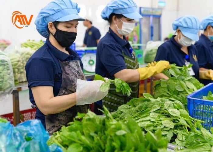 Nón bảo hộ khi làm việc chế biến