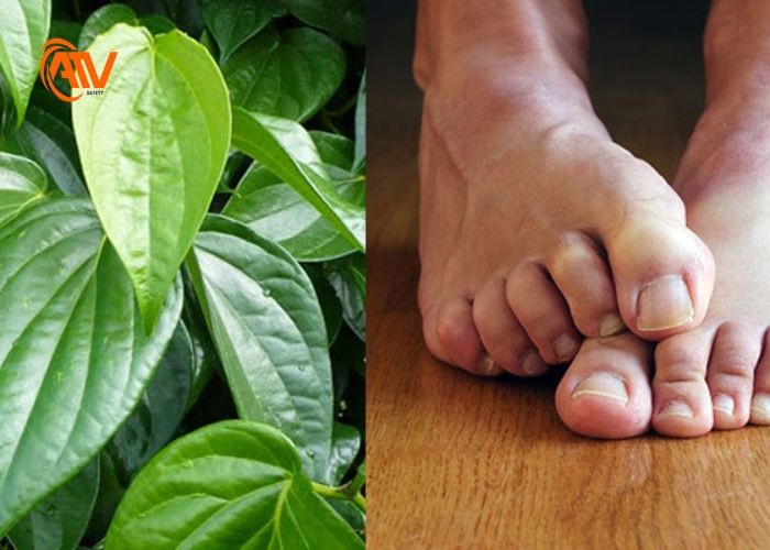 Lá trầu không giúp giảm mùi hôi chân