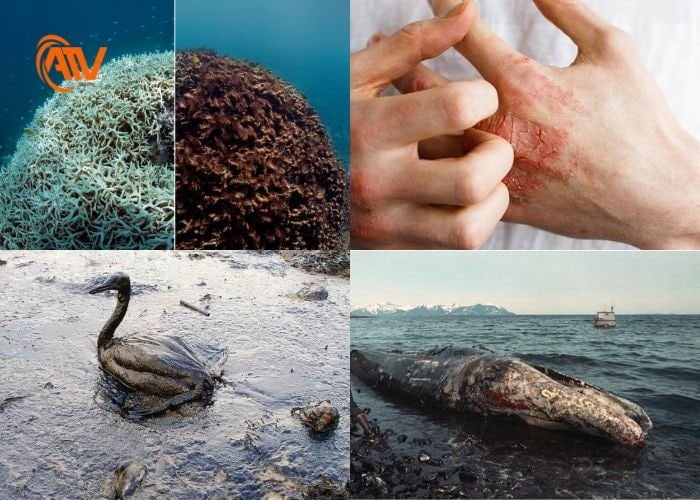 Hậu quả nghiêm trọng của sự cố tràn dầu gây ra