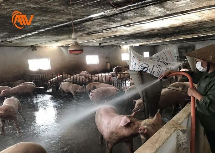 Xử lý chất thải trong chăn nuôi khi xả thải ra môi trường