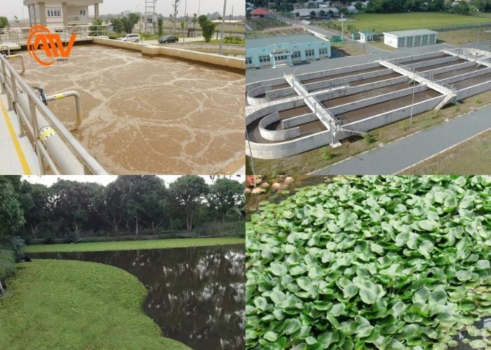 Những phương pháp chất lượng về xử lý chất thải trong chăn nuôi