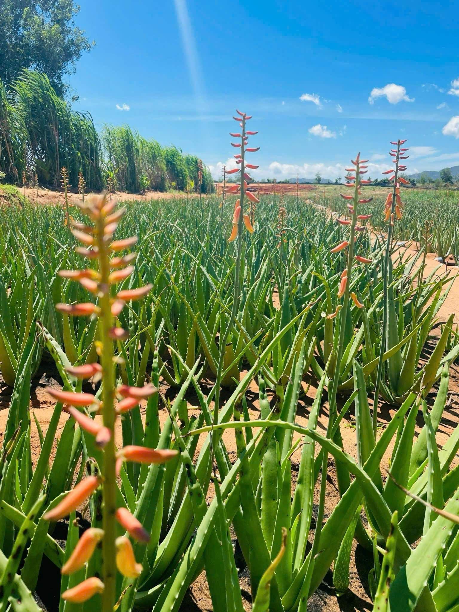 Hoa nha đam có vẻ ngoài nổi bật, thưởng mang sắc vàng, đỏ, cam.