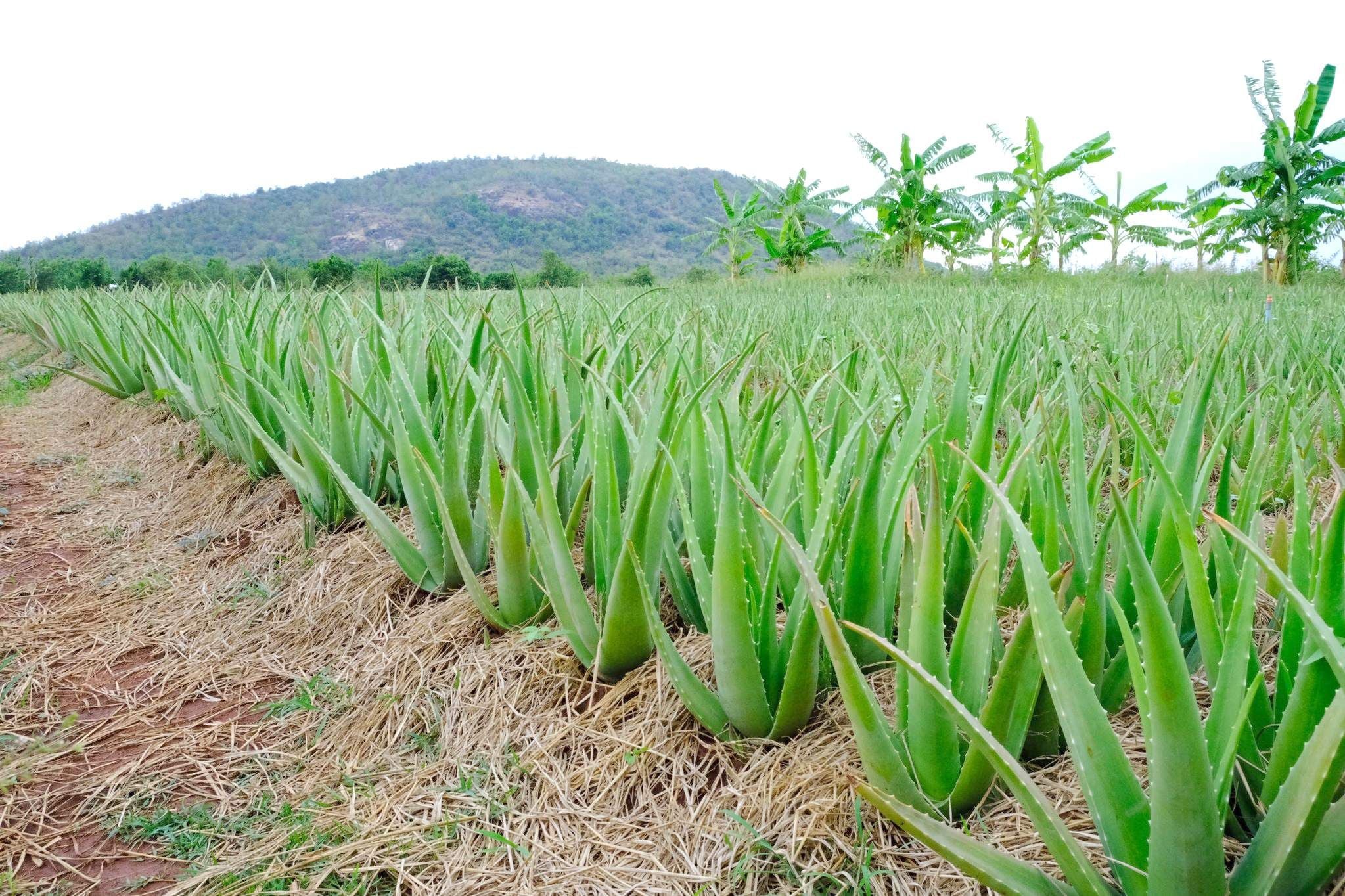 Vườn nha đam sạch đạt chuẩn của GC Food, nơi khởi nguồn cho những chai nước nha đam tinh khiết.