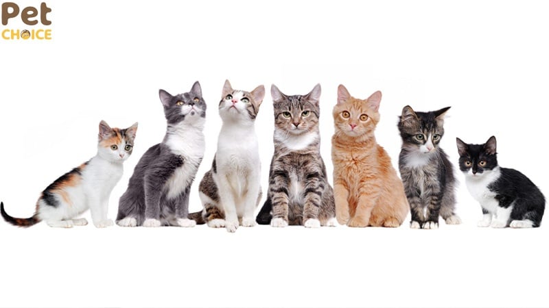 Yếu tố ảnh hưởng đến giá dịch vụ phối giống mèo