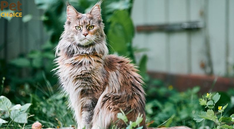 Giá bán mèo Maine Coon