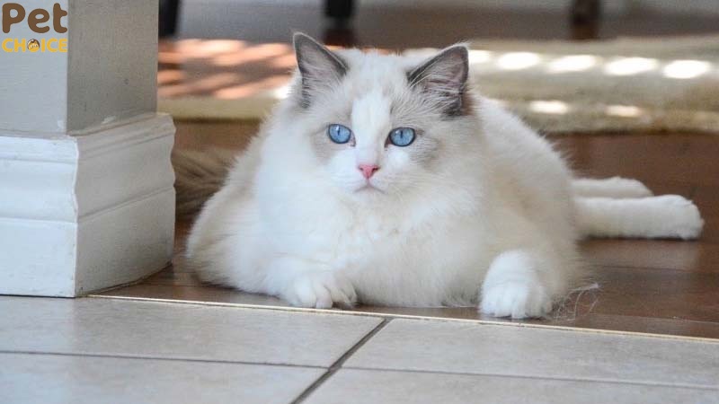 mèo Ragdoll