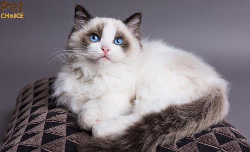 mèo Ragdoll