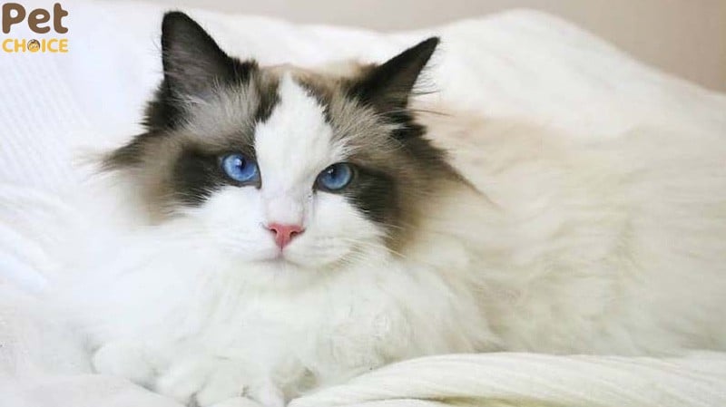 mèo Ragdoll