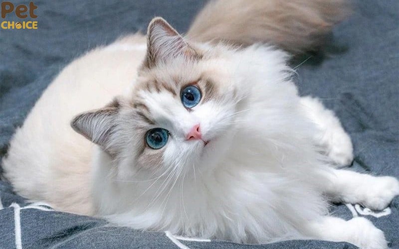mèo Ragdoll