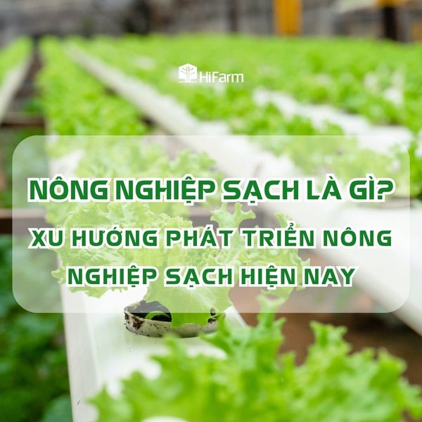 Nông nghiệp sạch là gì? Xu hướng phát triển nông nghiệp sạch hiện nay