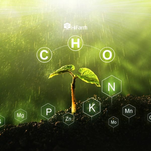 Các chất dinh dưỡng cần thiết cho sự phát triển cây trồng