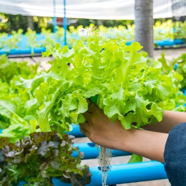 Vì sao mô hình nông nghiệp sạch đang phát triển mạnh mẽ