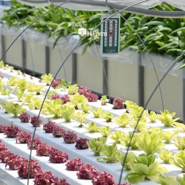 Ứng dụng mô hình nông nghiệp thông minh phổ biến hiện nay