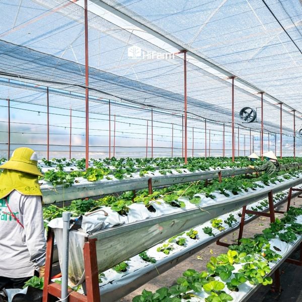 Thực trạng phát triển nông nghiệp sạch ở Việt Nam