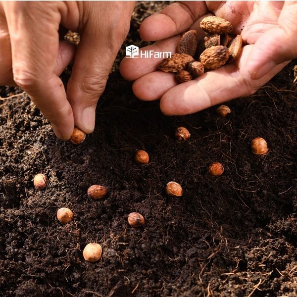 Kỹ thuật gieo trồng